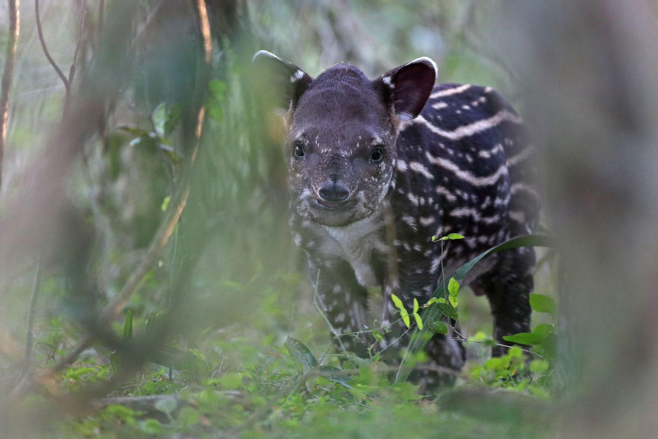 Há mais de uma década, o Parque Estadual do Cunhambebe abriga um projeto de reintrodução da espécie - Reprodução/ND