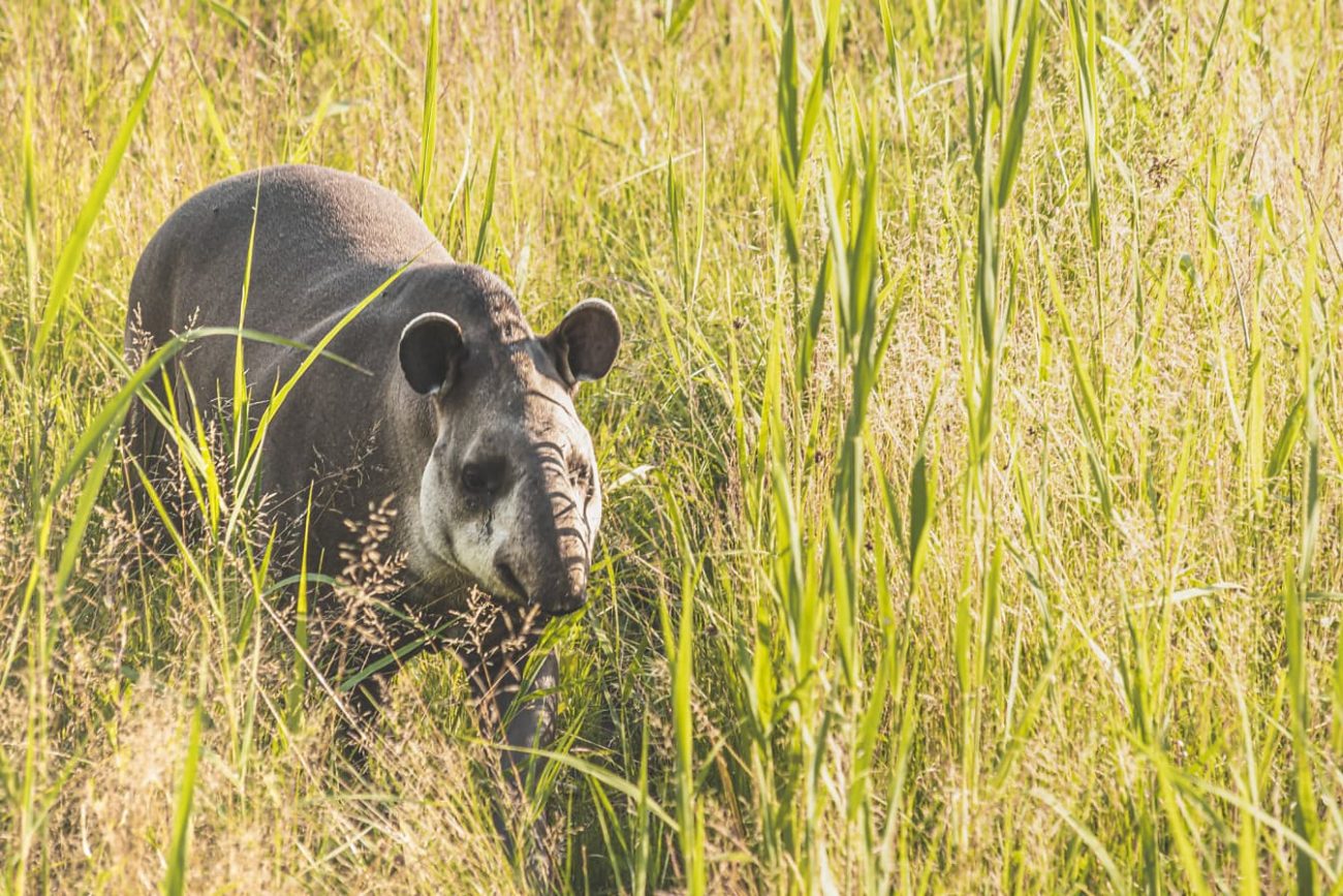 A anta pertence à mesma família de mamíferos que os rinocerontes e as zebras - Reprodução/ND