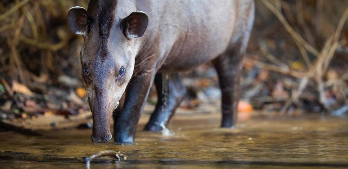A espécie é classificada como “Vulnerável” pela União Internacional para a Conservação da Natureza (IUCN) - Reprodução/ND
