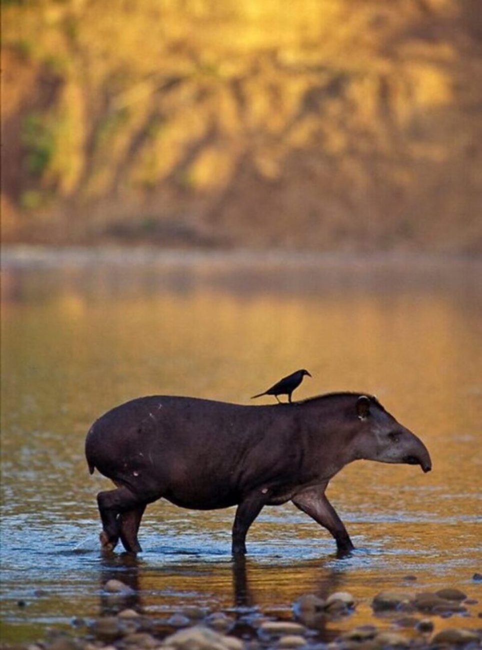 Apesar do porte grande, a anta é um animal pacífico e crucial para a manutenção das florestas - Reprodução/ND