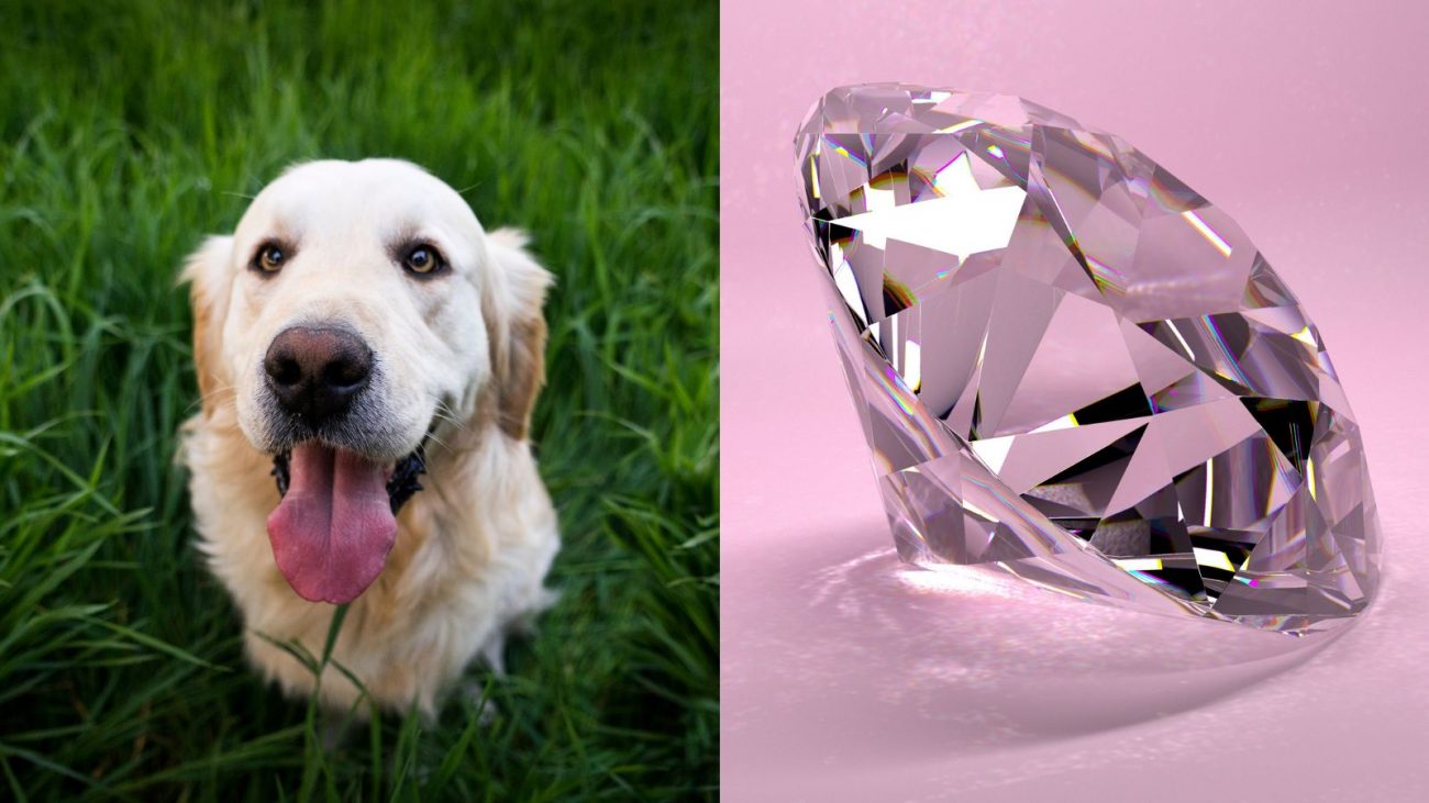 Cremação de pet para virar diamante