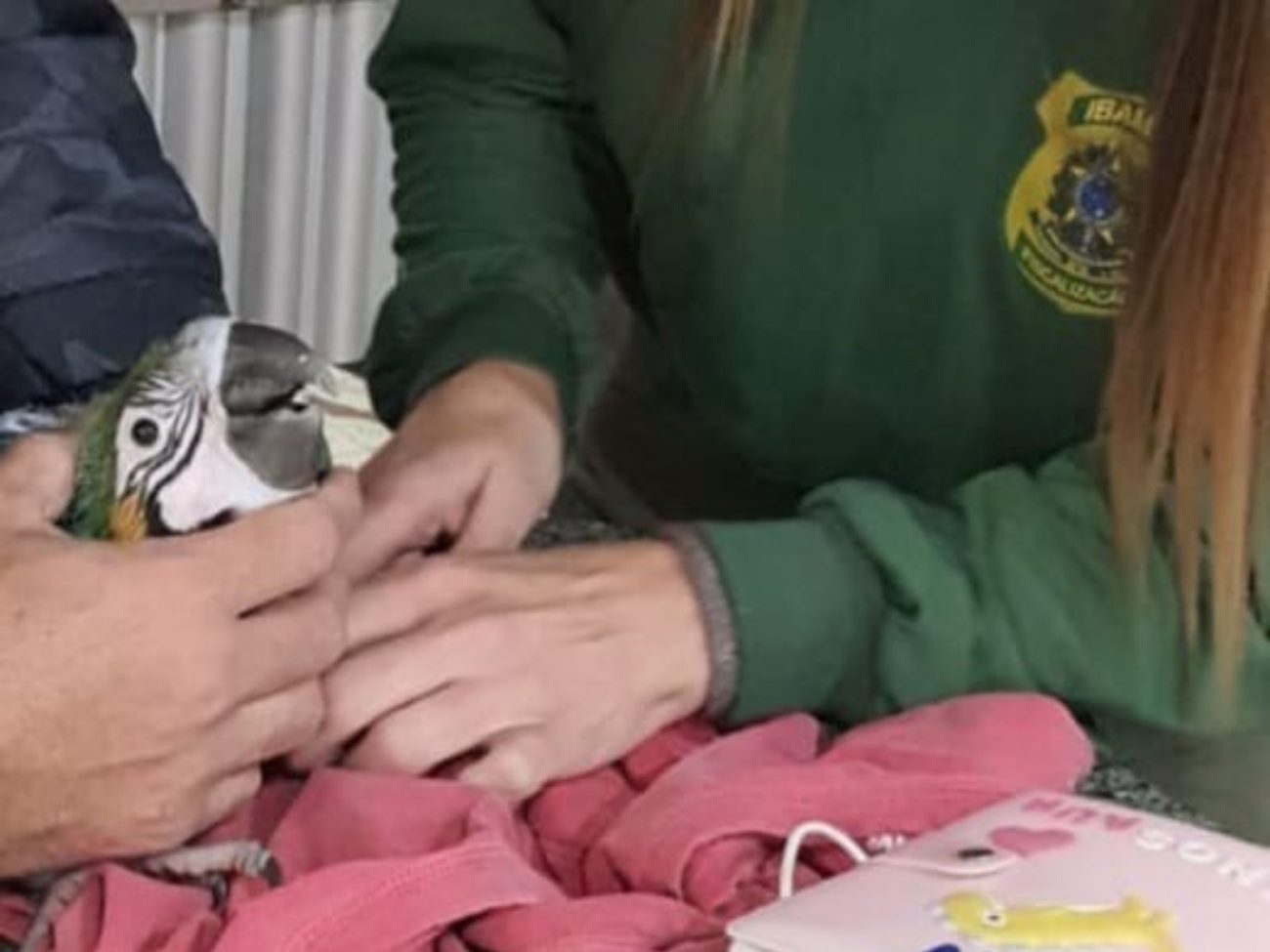 Apreensão de animais ilegais inclui crânio de chimpanzé e multa milionária em SC