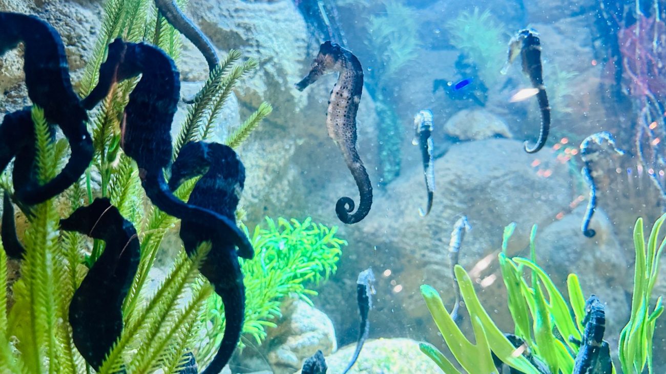 A&ccedil;&atilde;o visa conscientizar sobre a vida marinha e suas esp&eacute;cies – Foto: Divulga&ccedil;&atilde;o/Oceanic Aquarium/ND