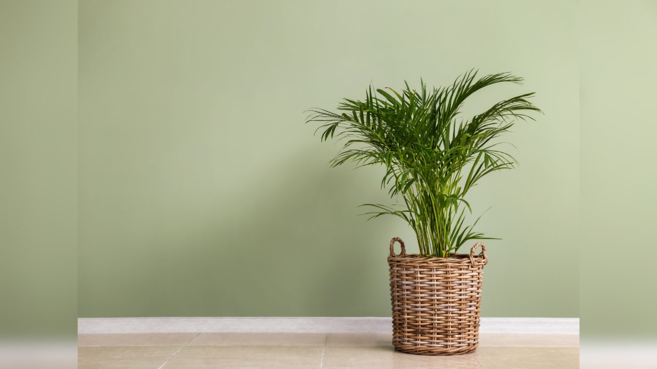 Areca-bambu: fácil de manter e eficaz na remoção de toxinas do ar. - Canva/ND