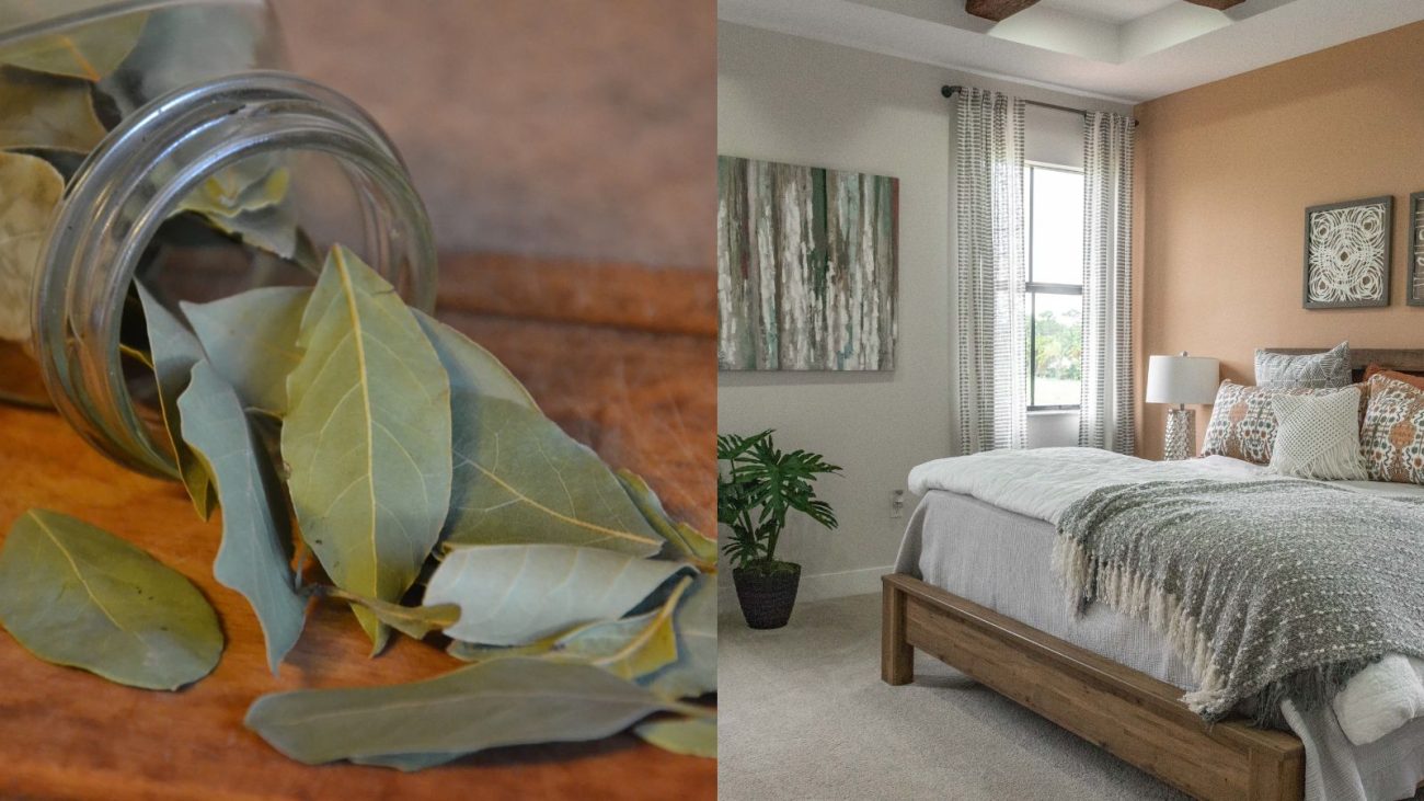Imagem comparativa mostrando folhas de louro secas ao lado de um quarto confortável e bem decorado, ideal para quem busca dicas de decoração e bem-estar.
