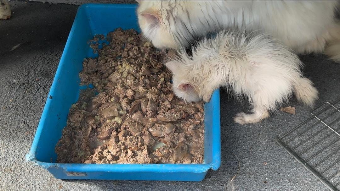 Gatos persas são resgatados de gatil clandestino em SC - Divulgação/GOR/ND