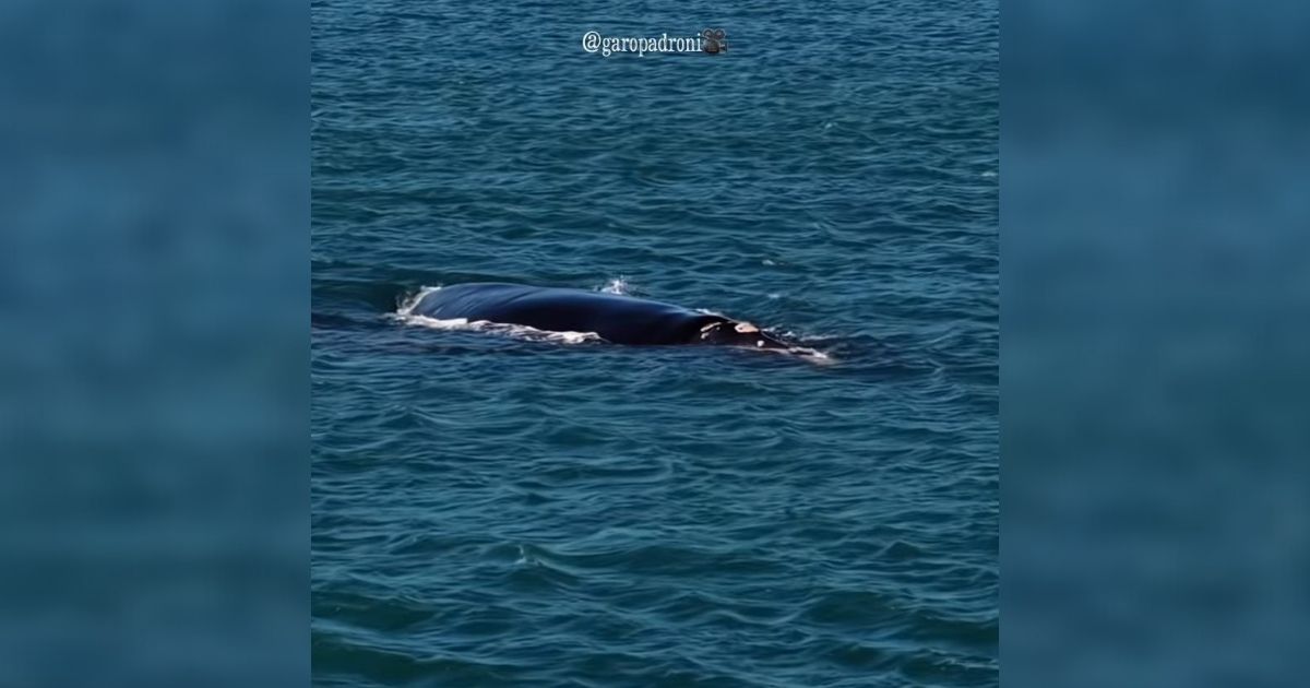 Imagem de uma baleia no litoral sul catarinense, para fazer referência ao fato de que essa região é uma das mais importantes para a espécie