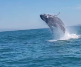 Baleia avistada em SC 