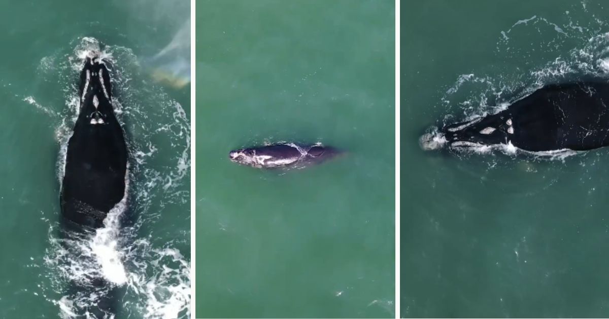 Imagem aérea de baleias-franca na praia de Itapirubá, em Laguna, litoral sul catarinense. Imagem ilustra matéria sobre atividades, comidas e cidades mais frias no inverno em Santa Catarina.
