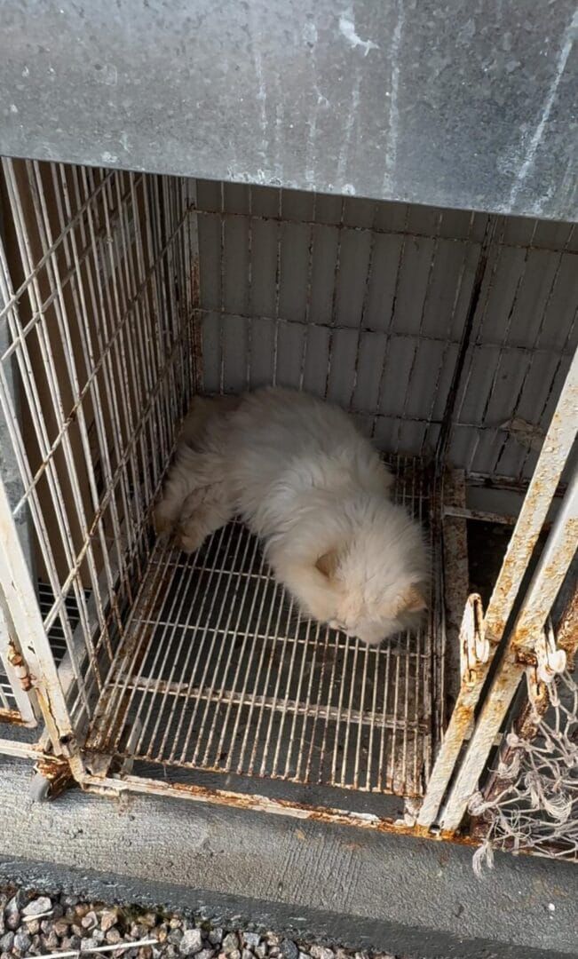 Gatos persas são resgatados de gatil clandestino em SC  - Divulgação/GOR/ND