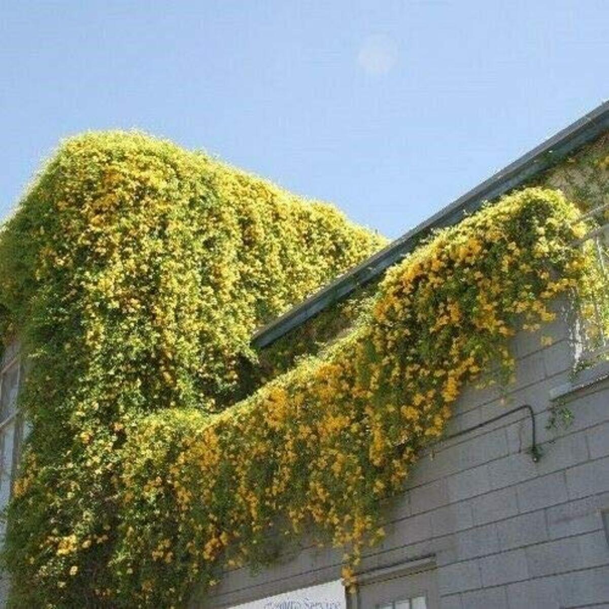 bignônia amarela em casa