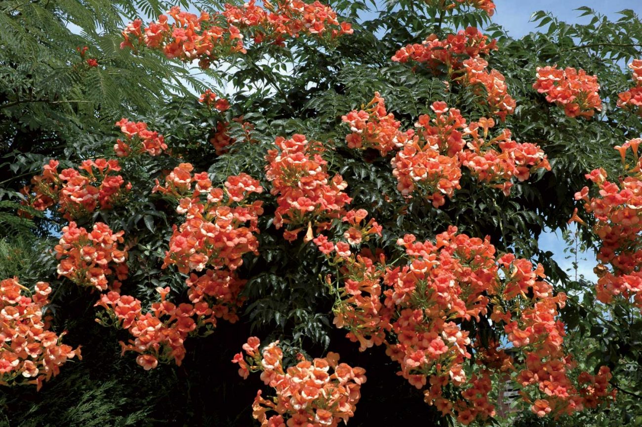 bignônia vermelha