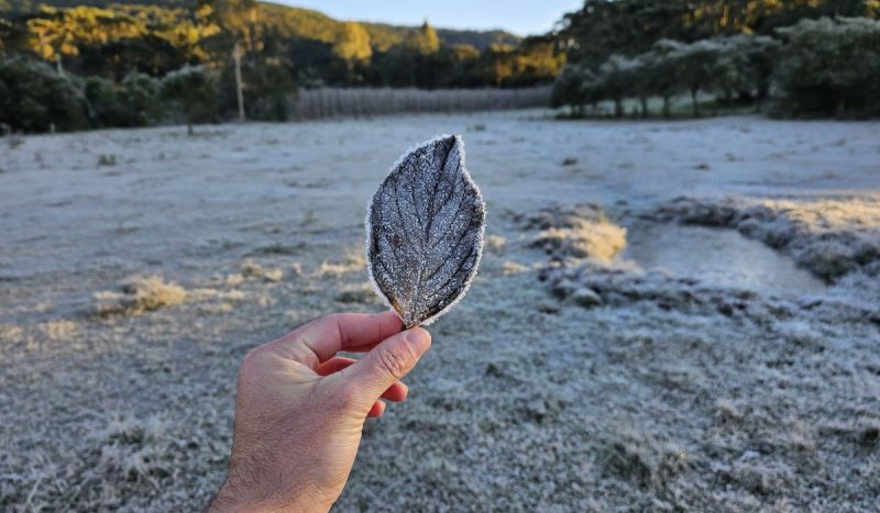 Geada na Serra Catarinense em 2025 - Reprodução/Sérgio Felipe Rodrigues/ND