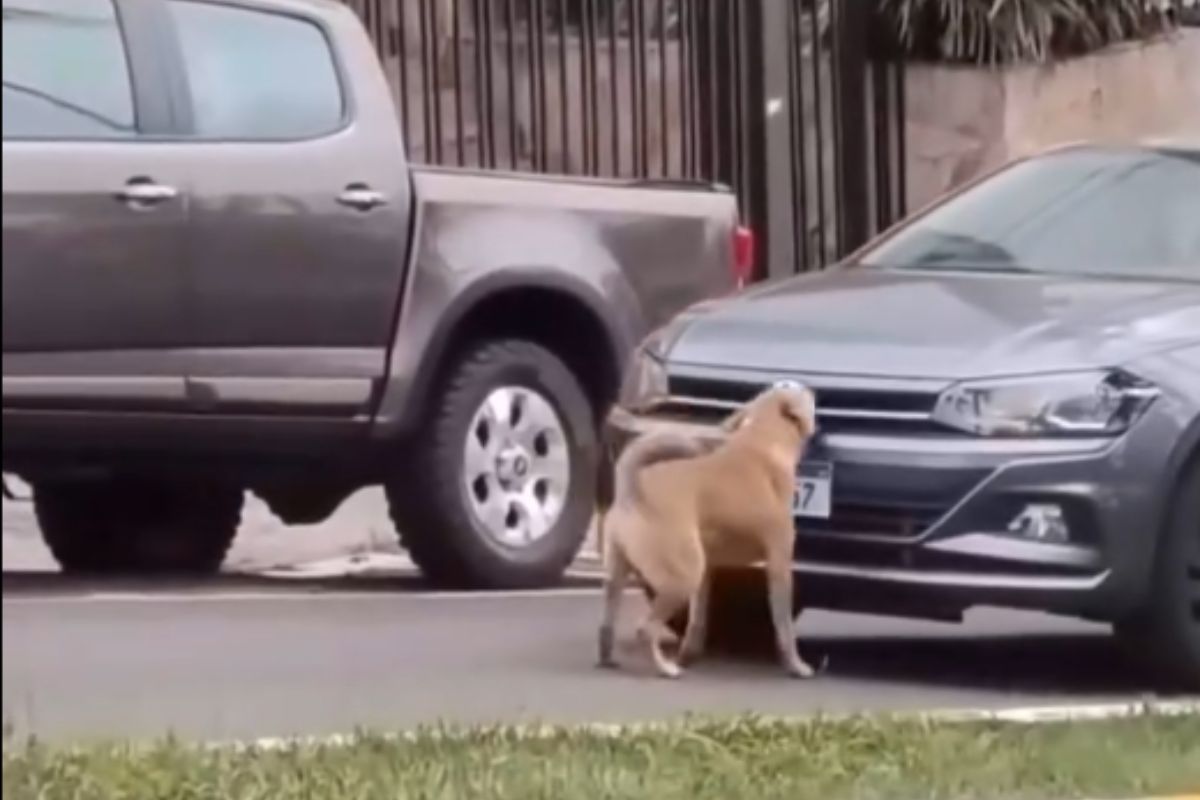 VÍDEO: Cachorro caramelo para o trânsito, 'enquadra' policial e obriga negociação em SC