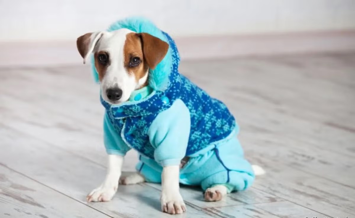 Cachorros devem usar casaco