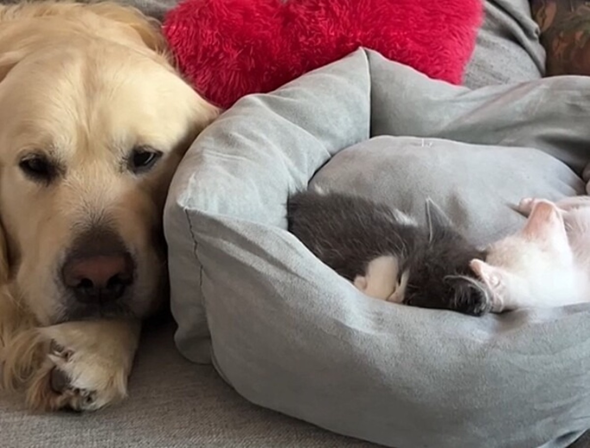 Cachorro cego deitado com gato