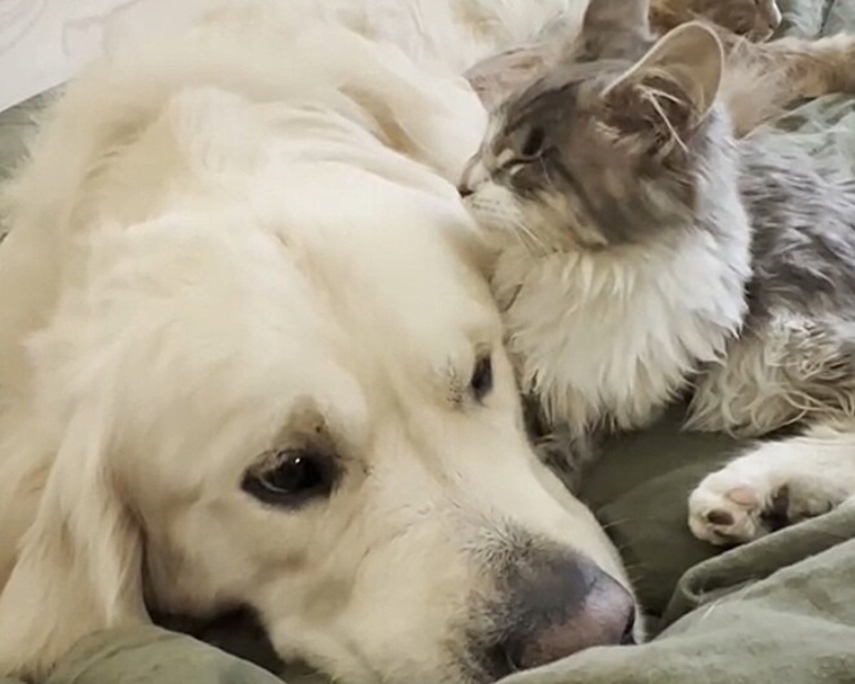 Cachorro cego deitado com gato