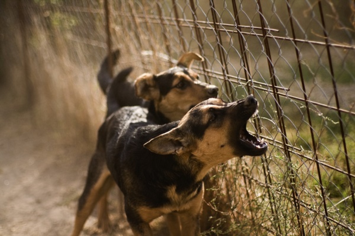 Dois cachorros latindo para o portão