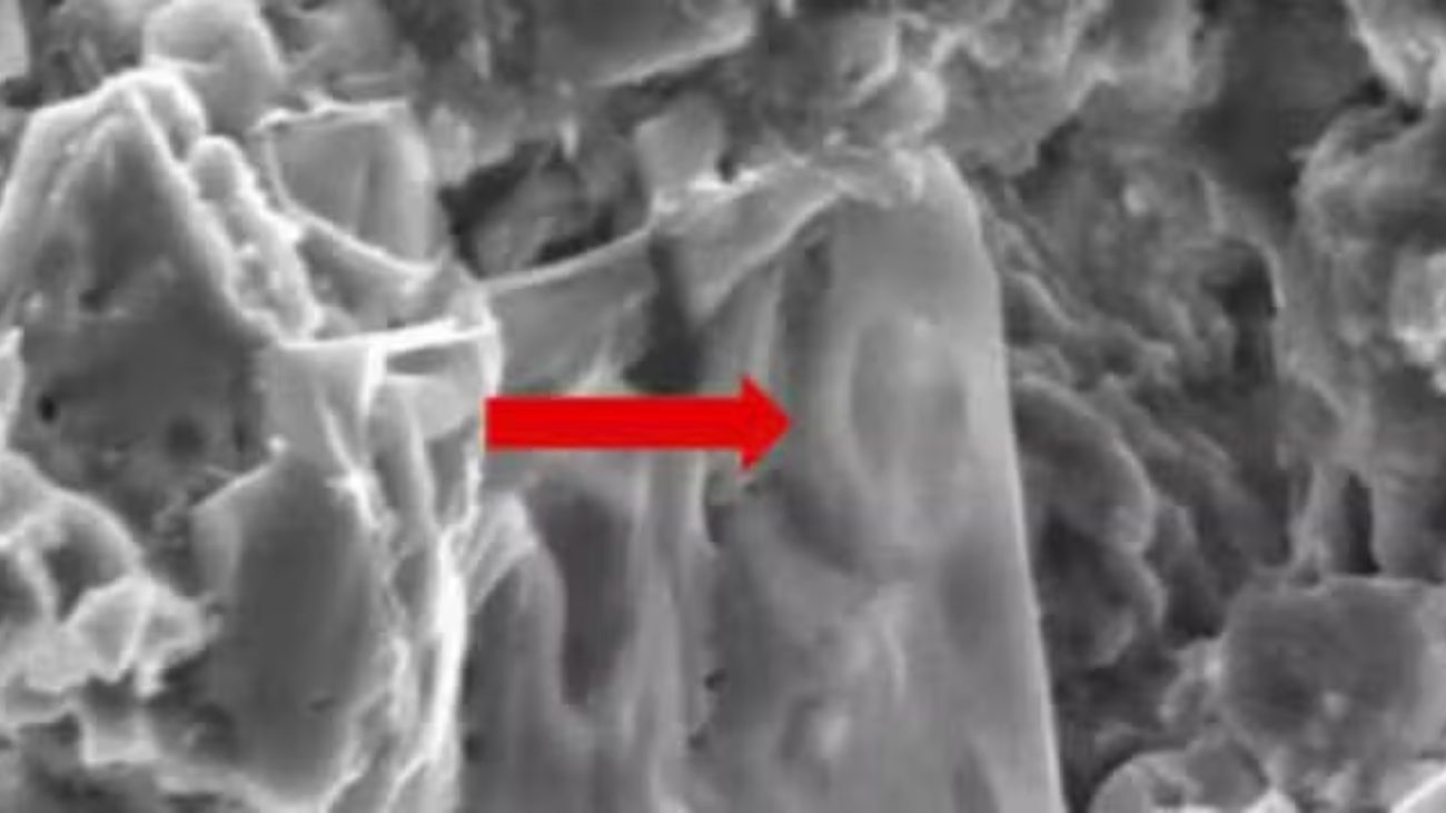 Imagem em preto e branco obtida por microscopia eletrônica de varredura. Mostra uma estrutura alongada com textura lisa e bordas definidas, destacada por uma seta vermelha apontando para o centro da imagem. Ao redor, há outras formações irregulares e porosas, sugerindo um ambiente de análise microscópica de material orgânico ou mineral. câncer em dinossauro