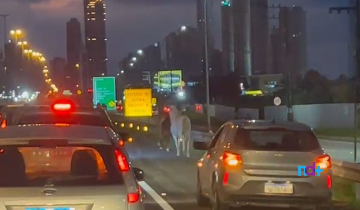 Cavalos soltos na BR-101 deixaram motoristas apreensivos em Balneário Camboriú