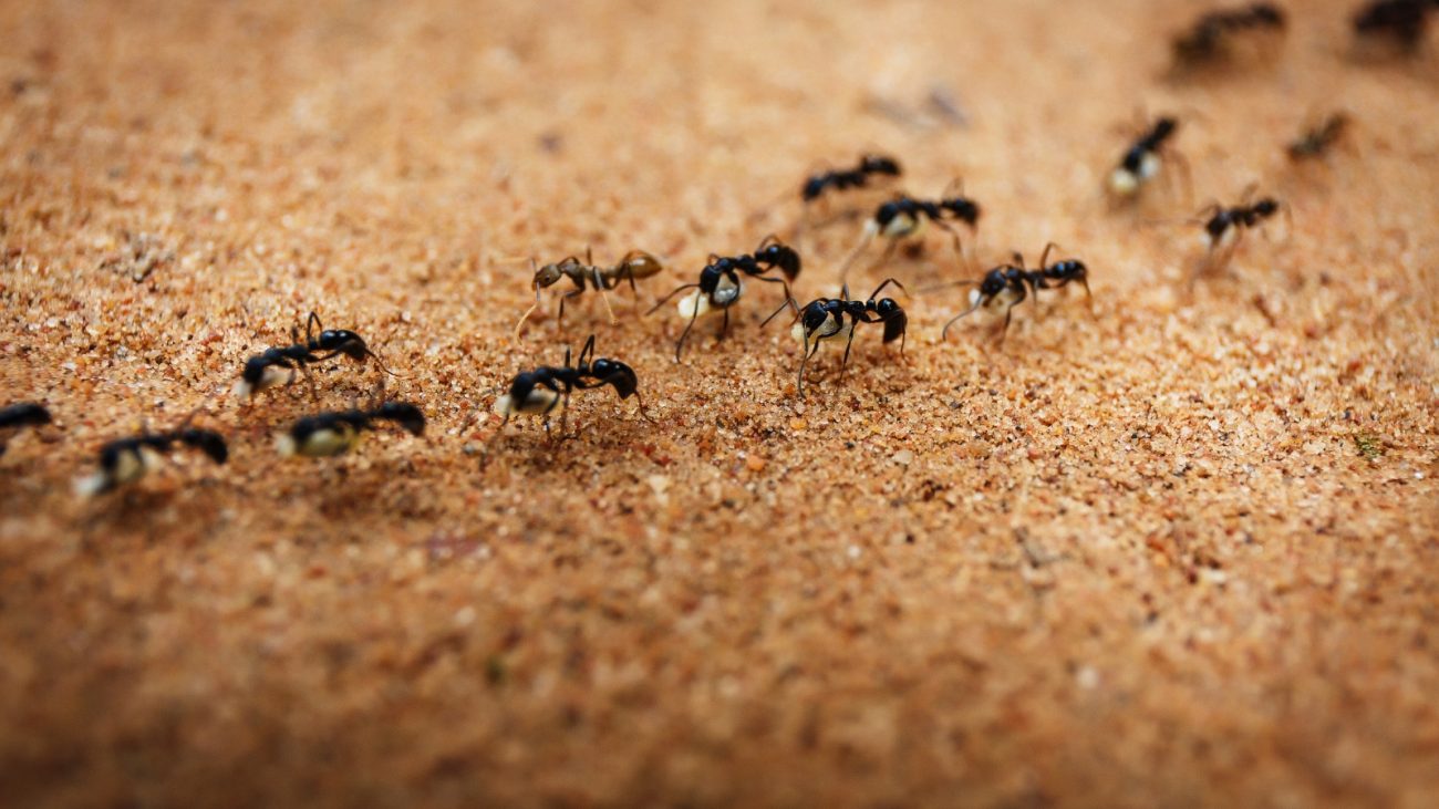 imagem de várias formigas em chão com areia