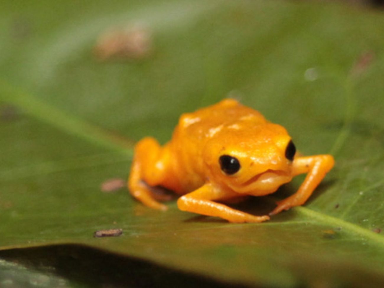 Como esse sapinho em extinção pode ser tornar o novo símbolo de Blumenau