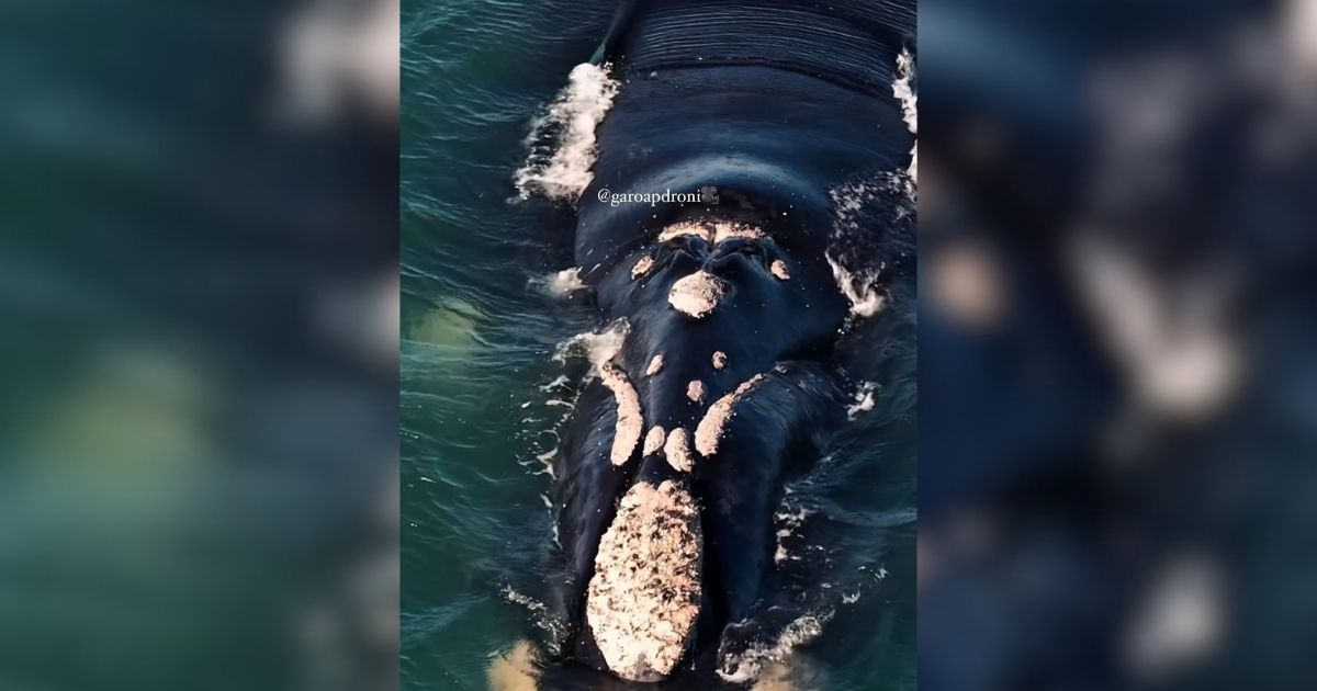 Imagem d e uma baleia-franca no litoral catarinense, para mostrar como a baleia que não aparecia há nove anos é