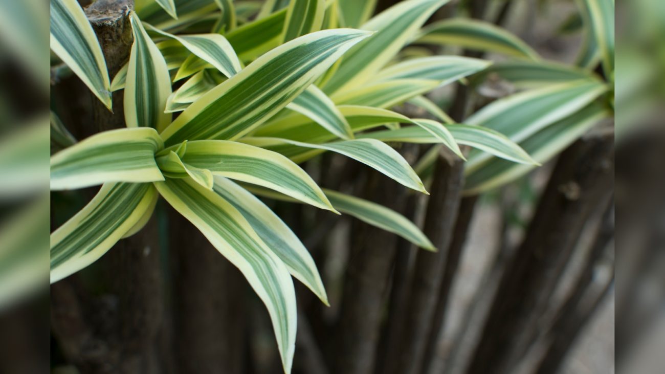 Dracena: filtra diferentes toxinas comuns em ambientes fechados. - Canva/ND