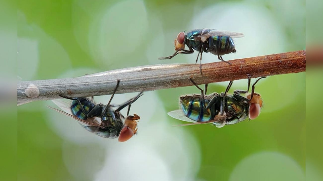Imagem de moscas em galho 