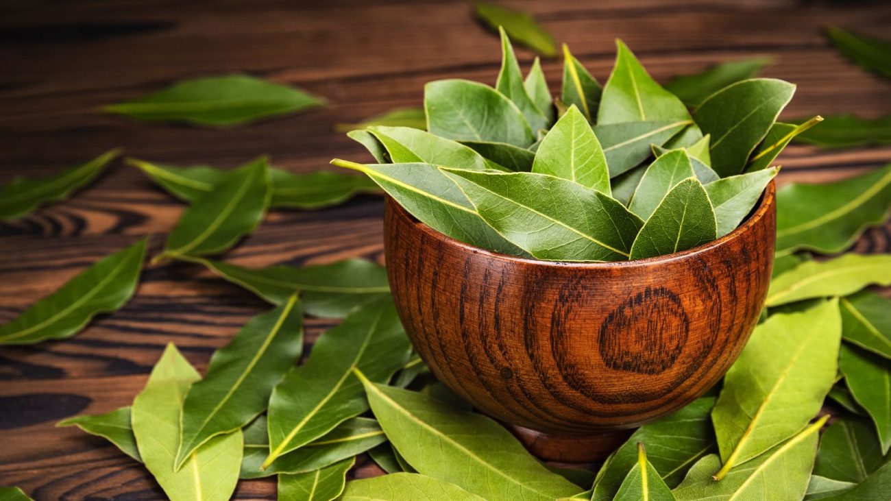 Folhas de louro frescas em uma tigela de madeira, ideal para uso culinário, tempero natural e aromatizante em diversas receitas.