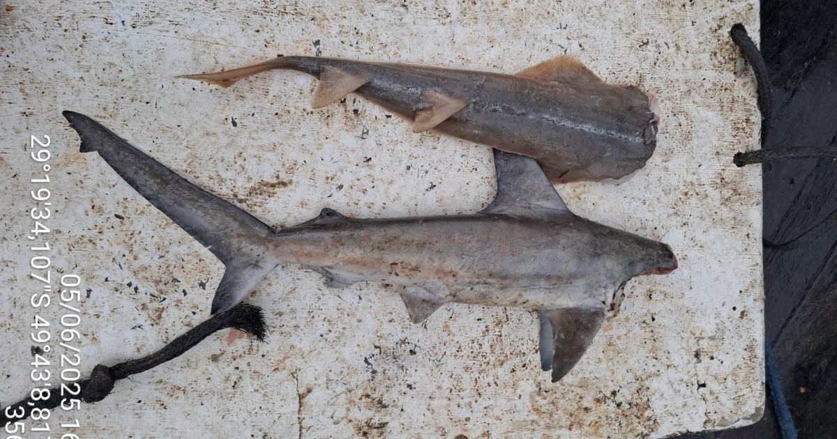 Imagem de dois tubarões pescados e mortos, para mostrar as espécies em extinção achadas no barco