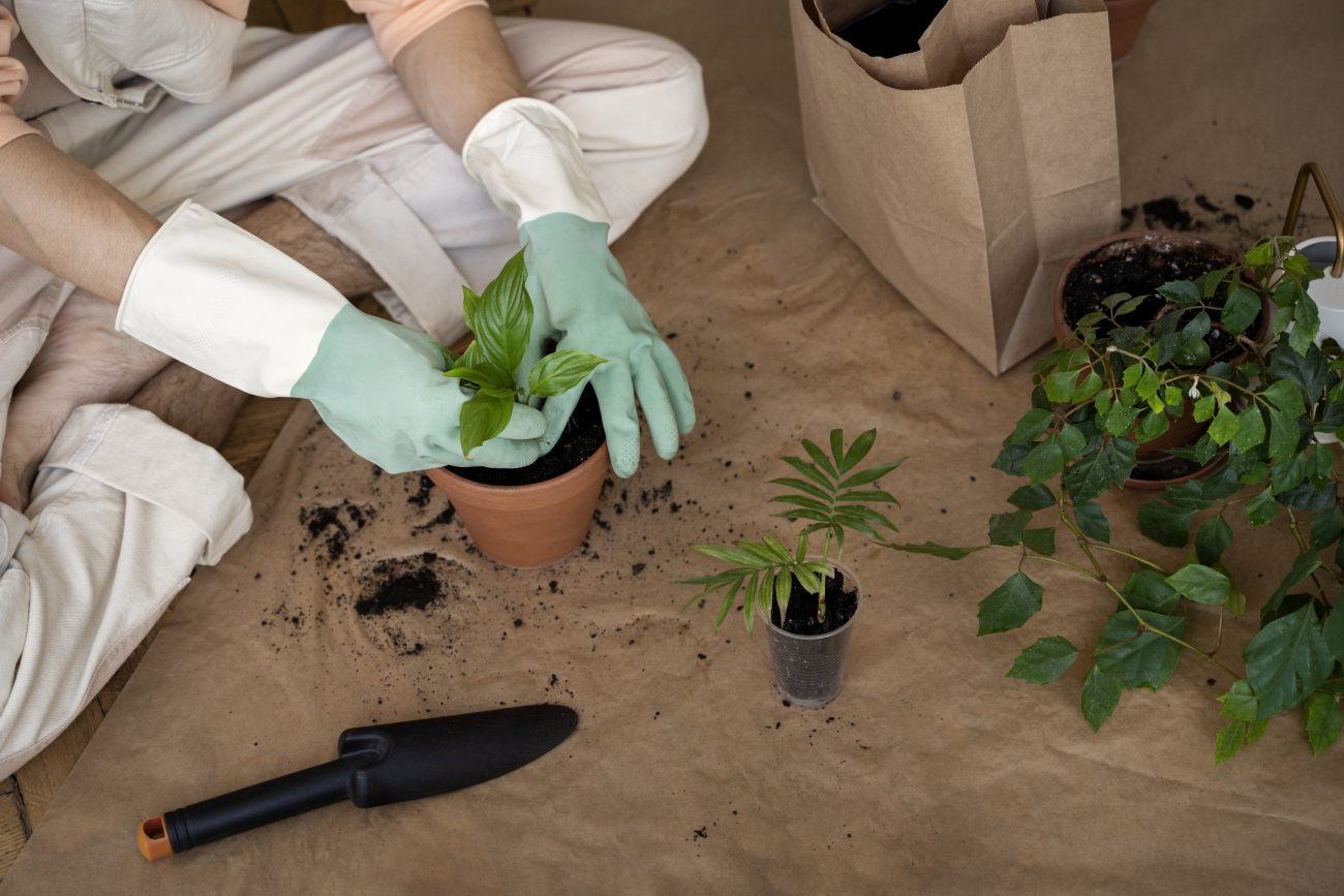 Pessoa replantando suas plantas em um novo vaso