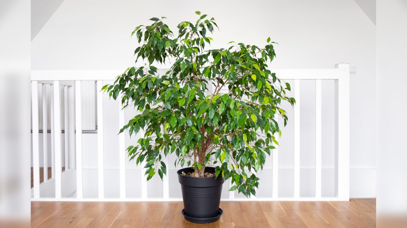 Fícus-benjamim: melhora a qualidade do ar e é altamente ornamental. - Canva/ND