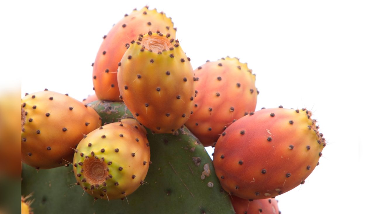 Nopal (figo-da-índia): pesquisas em animais indicam efeitos positivos para a saúde hepática. - Canva/ND