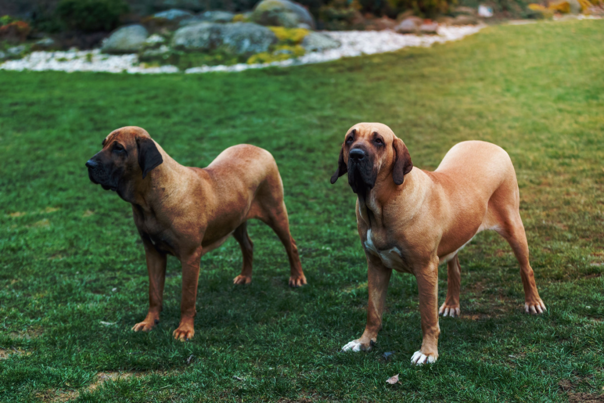 Cachorro da raça Fila Brasileiro - Freepik/ND