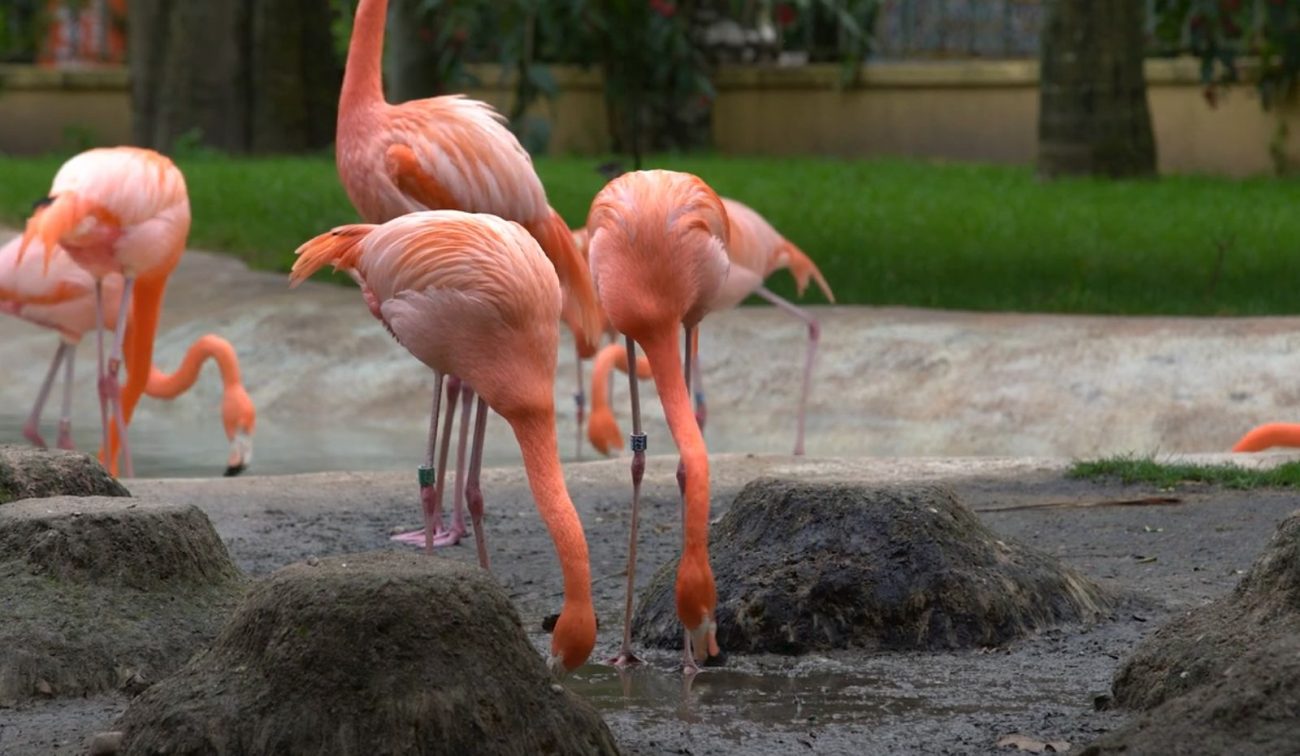 Flamingos - Pinterest/ND