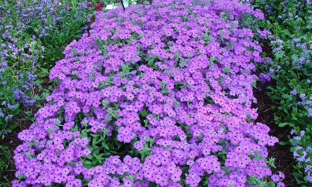Flox (Phlox)