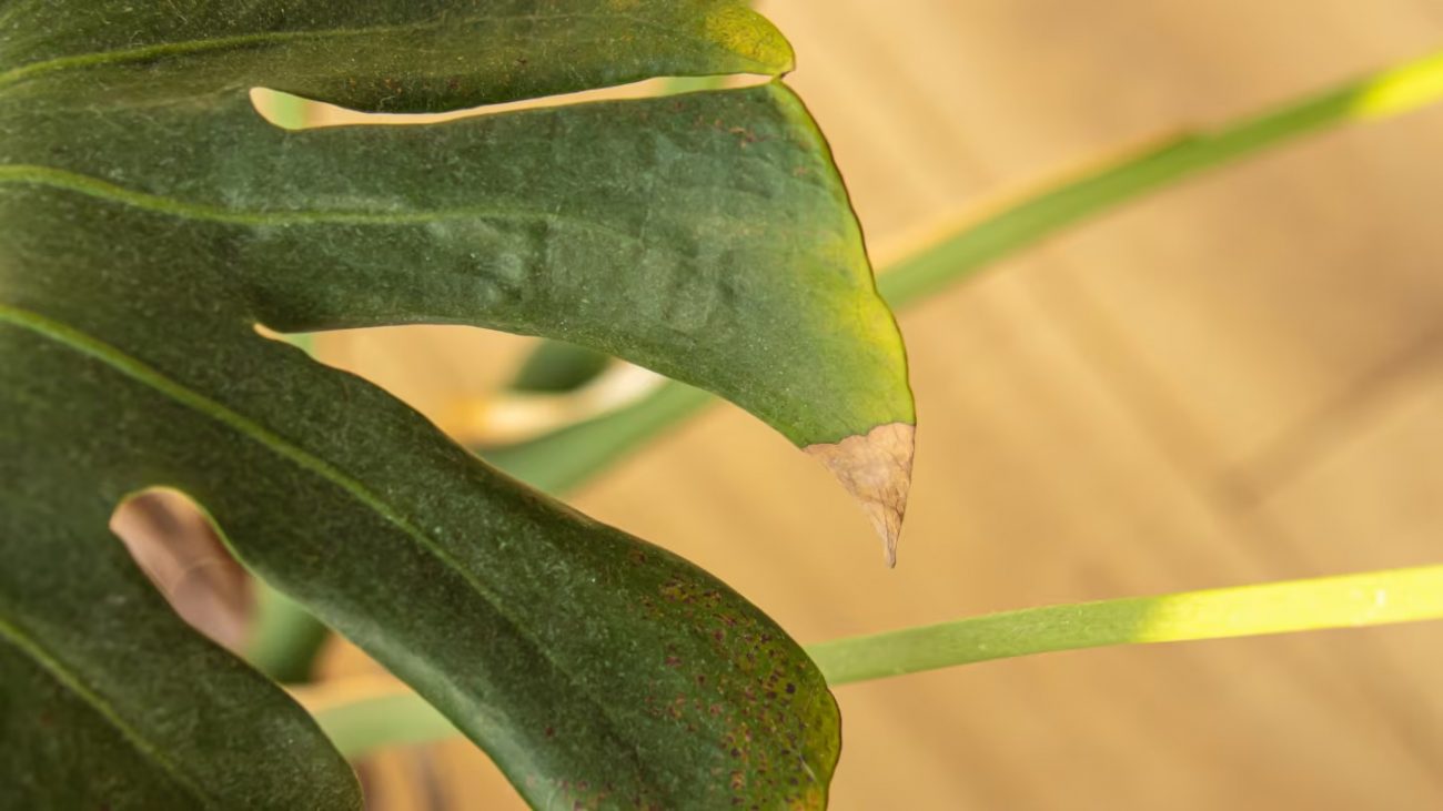 planta com as pontas das folhas secas