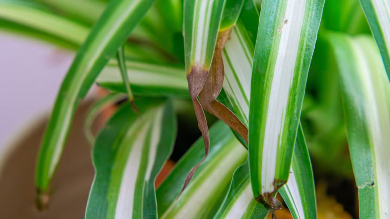 planta com as pontas das folhas secas