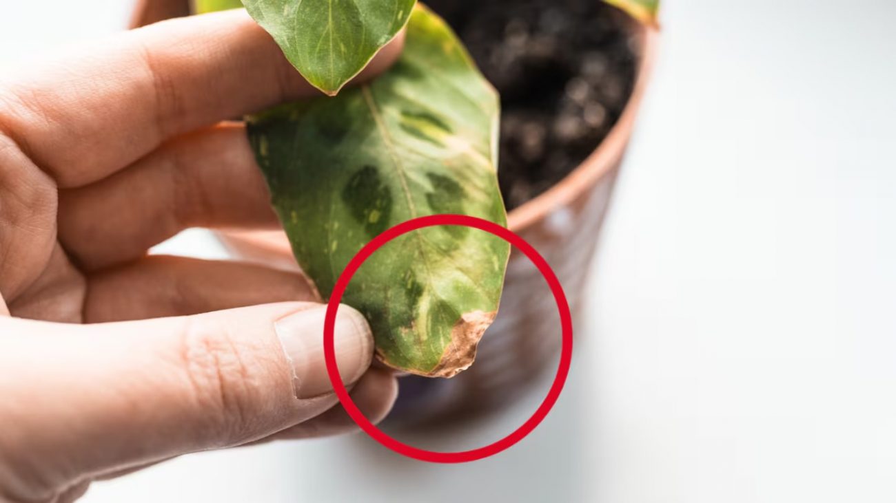 plantas com as pontas das folhas secas