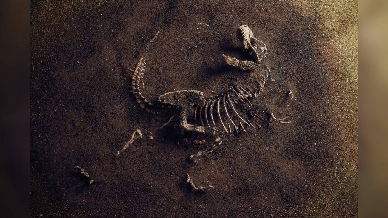 Fóssil quase completo de um dinossauro parcialmente coberto por terra escura. O esqueleto está deitado de lado com a coluna vertebral curva, costelas visíveis, membros desarticulados e o crânio com mandíbulas abertas voltado para cima. A cena sugere uma escavação paleontológica em andamento