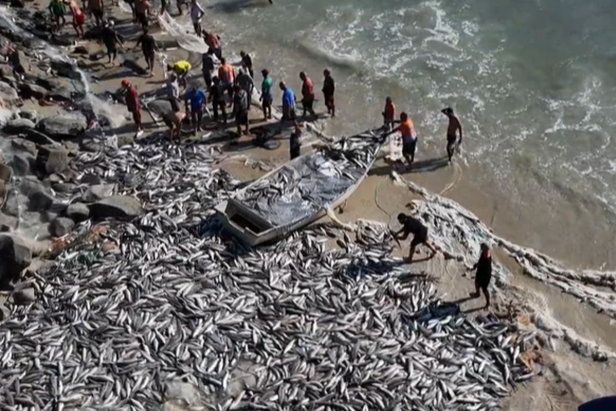 Lanço de tainha na praia do Gravatá, em Florianópolis