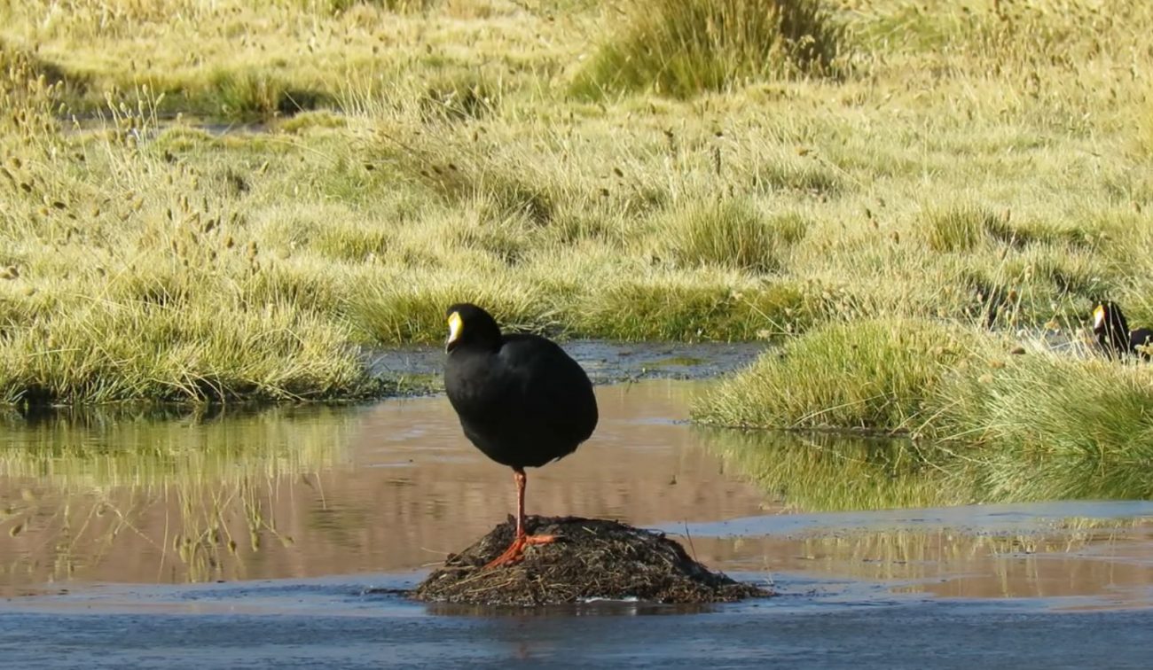 Fulica Cornuta - Pinterest/ND