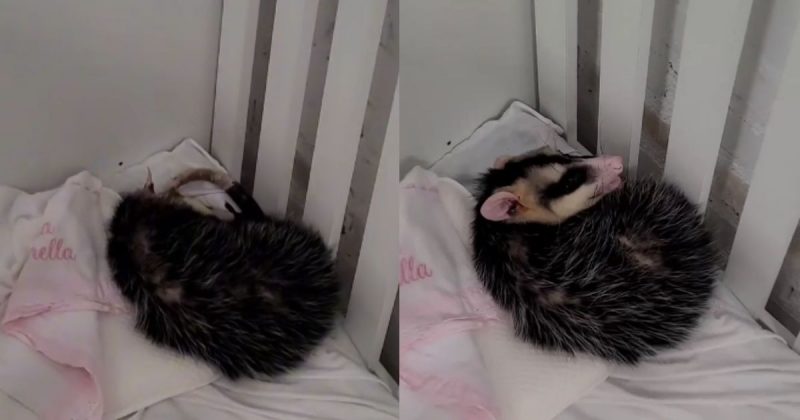 Na natureza, eles controlam pragas e se alimentam de escorpiões, aranhas e serpentes - Gilberto Ademar Duwe/@biologo.giba/ND