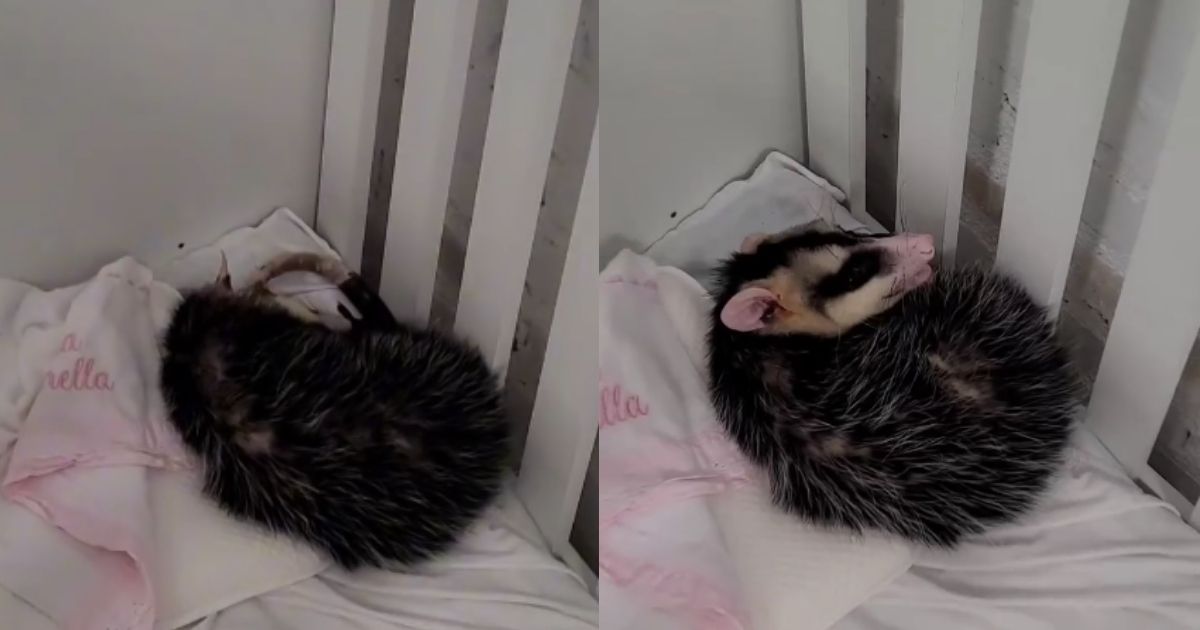 'Protesto contra bebê reborn': animal silvestre invade creche e tira cochilo em berço em SC