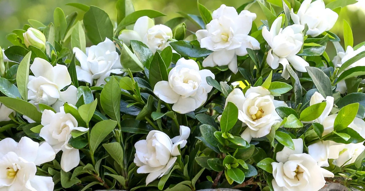 gardênia