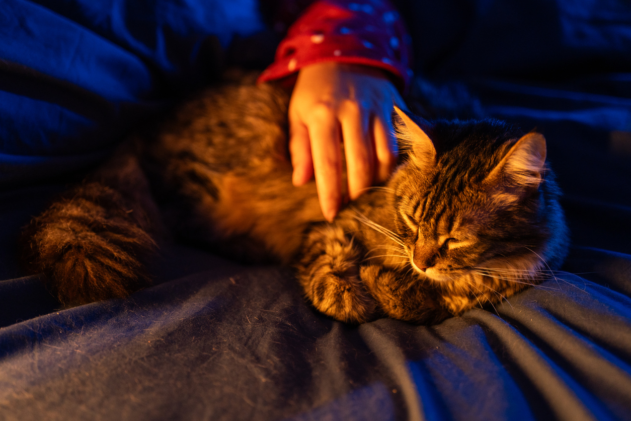 Gato dormindo na cama e recebendo carinho da tutora