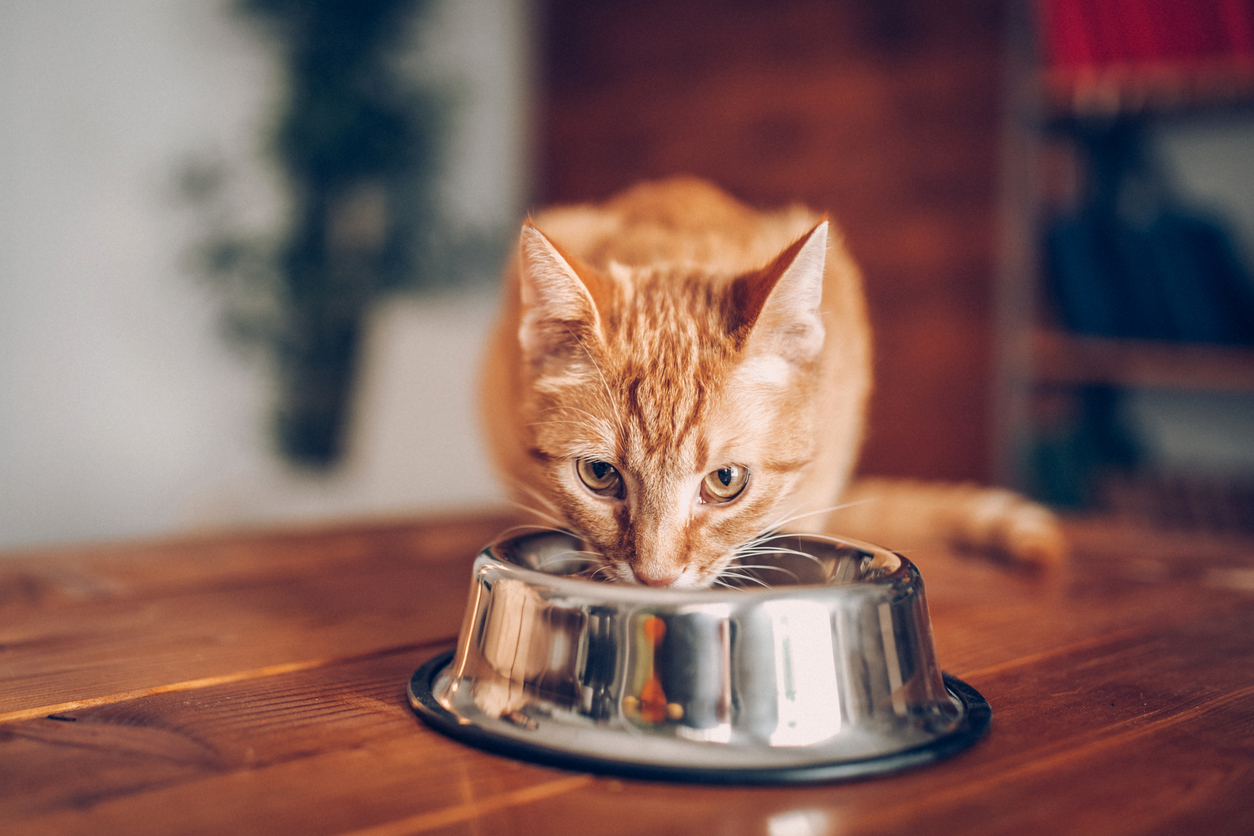 Gato laranja comendo em pote de metal