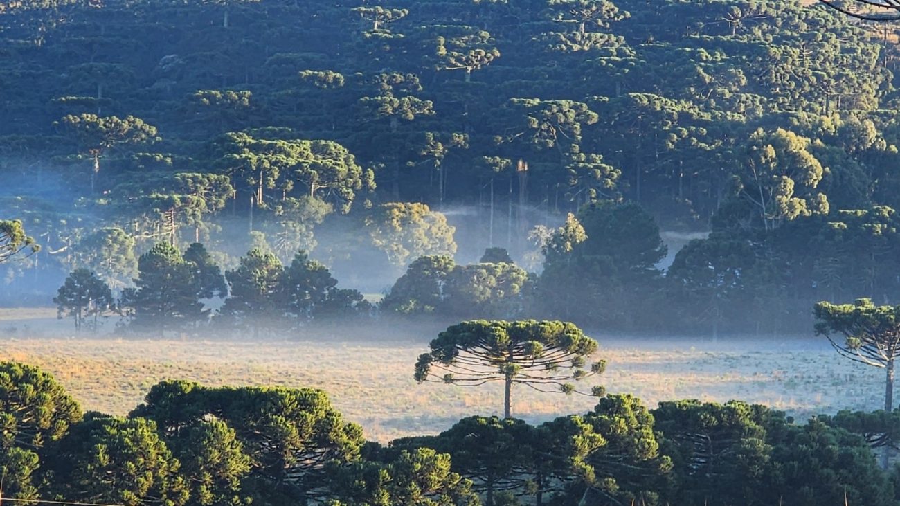 Imagem de geada em são joaquim
