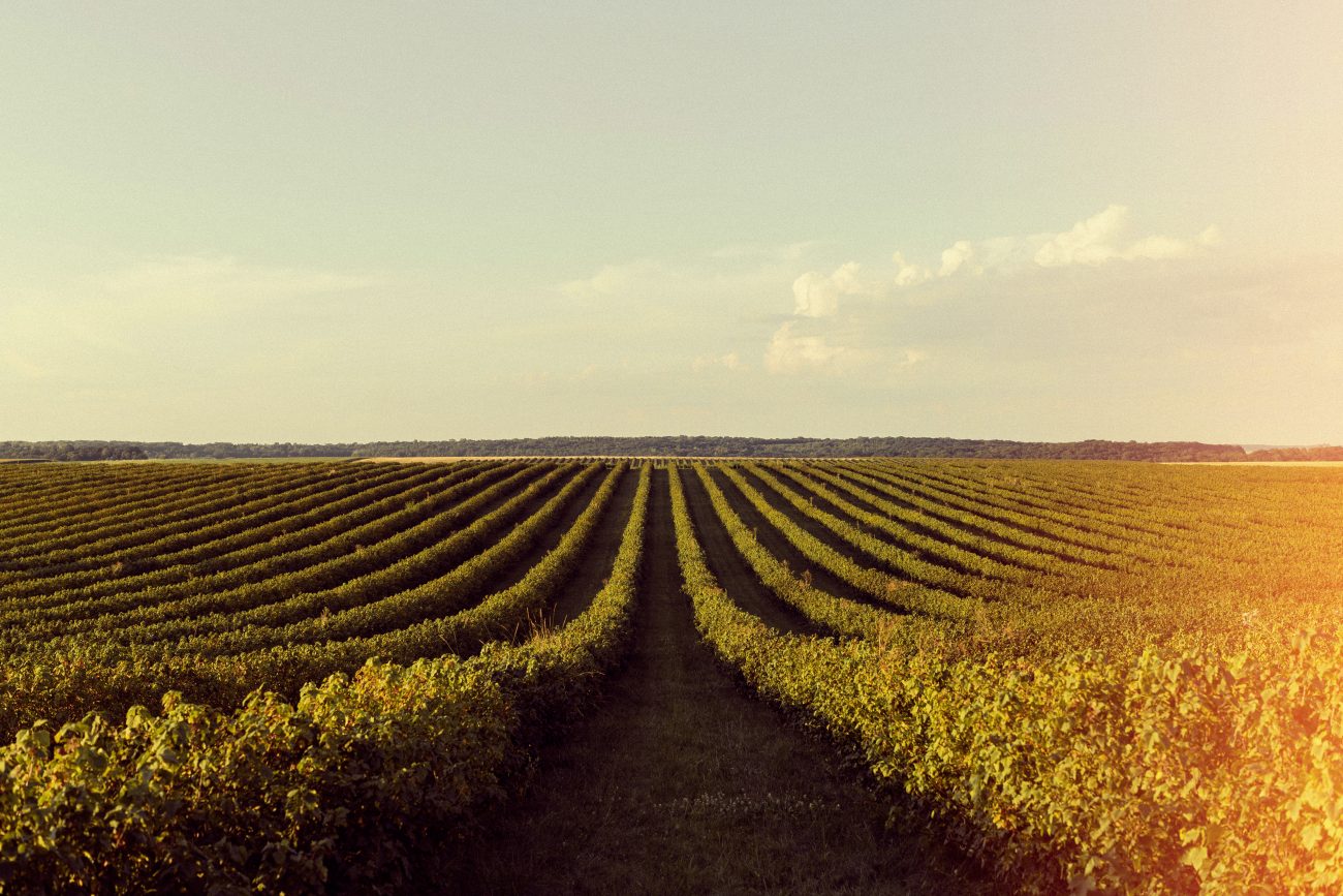 Fazenda voltada ao agronegócio